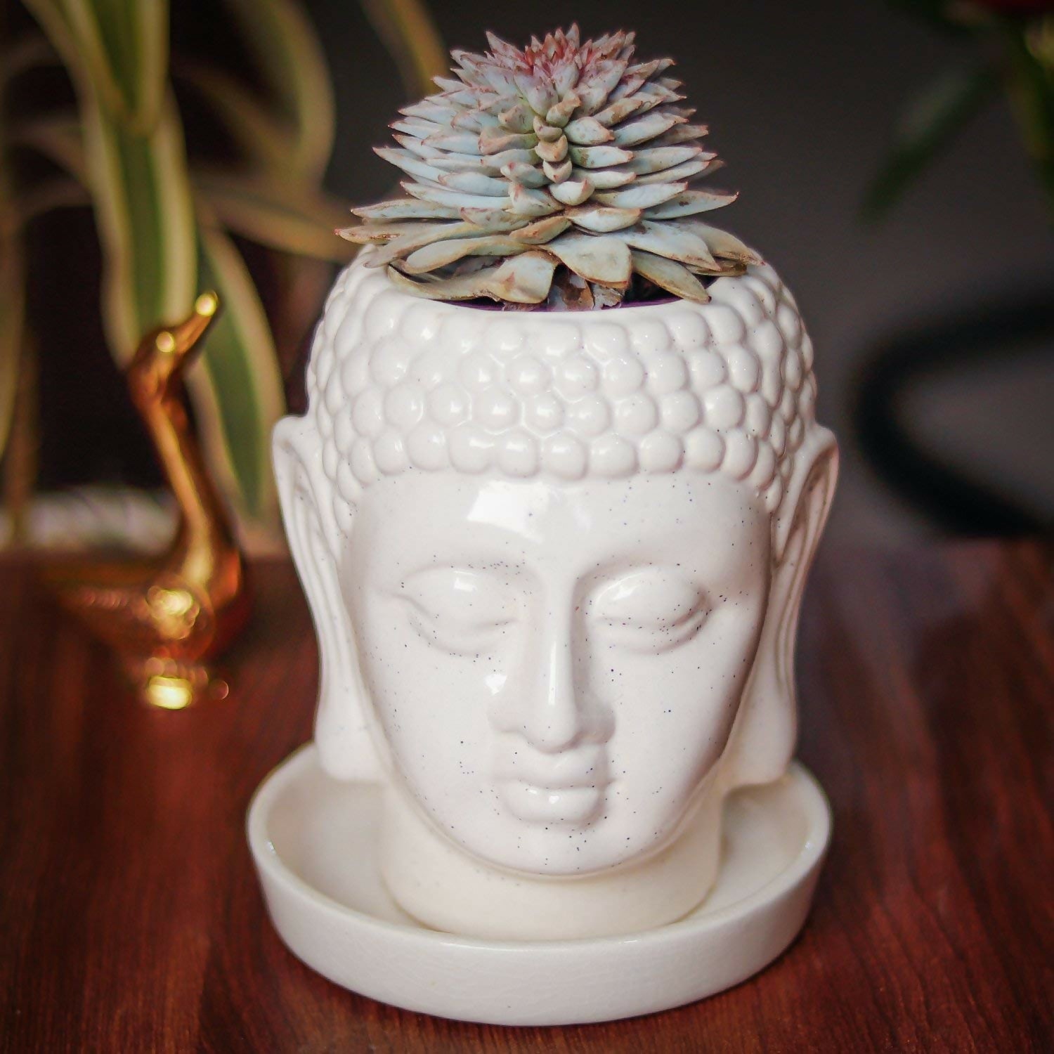 71r1jzfI+vL._SL1500_