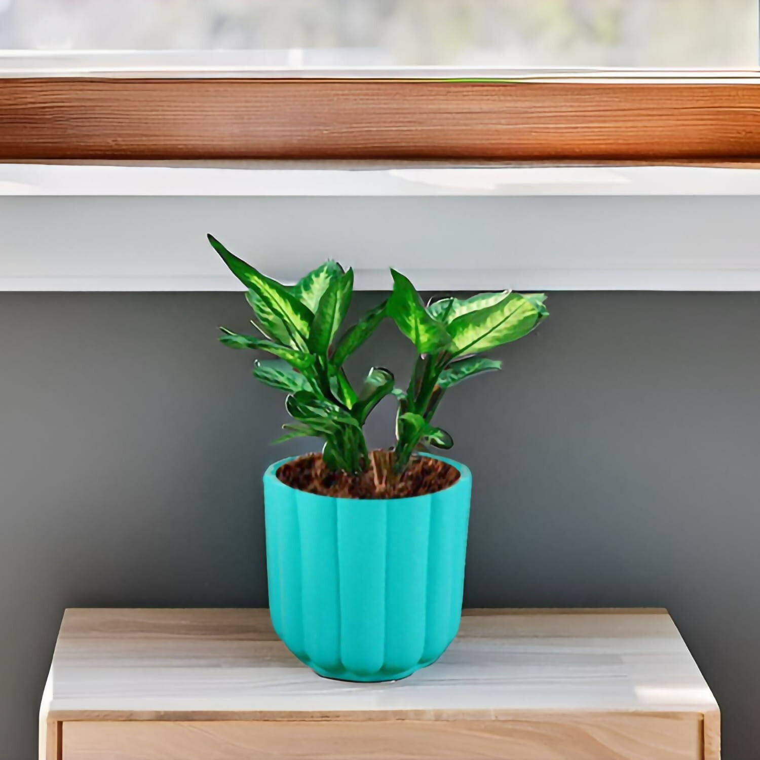 61NKoTrWmGL._SL1500_