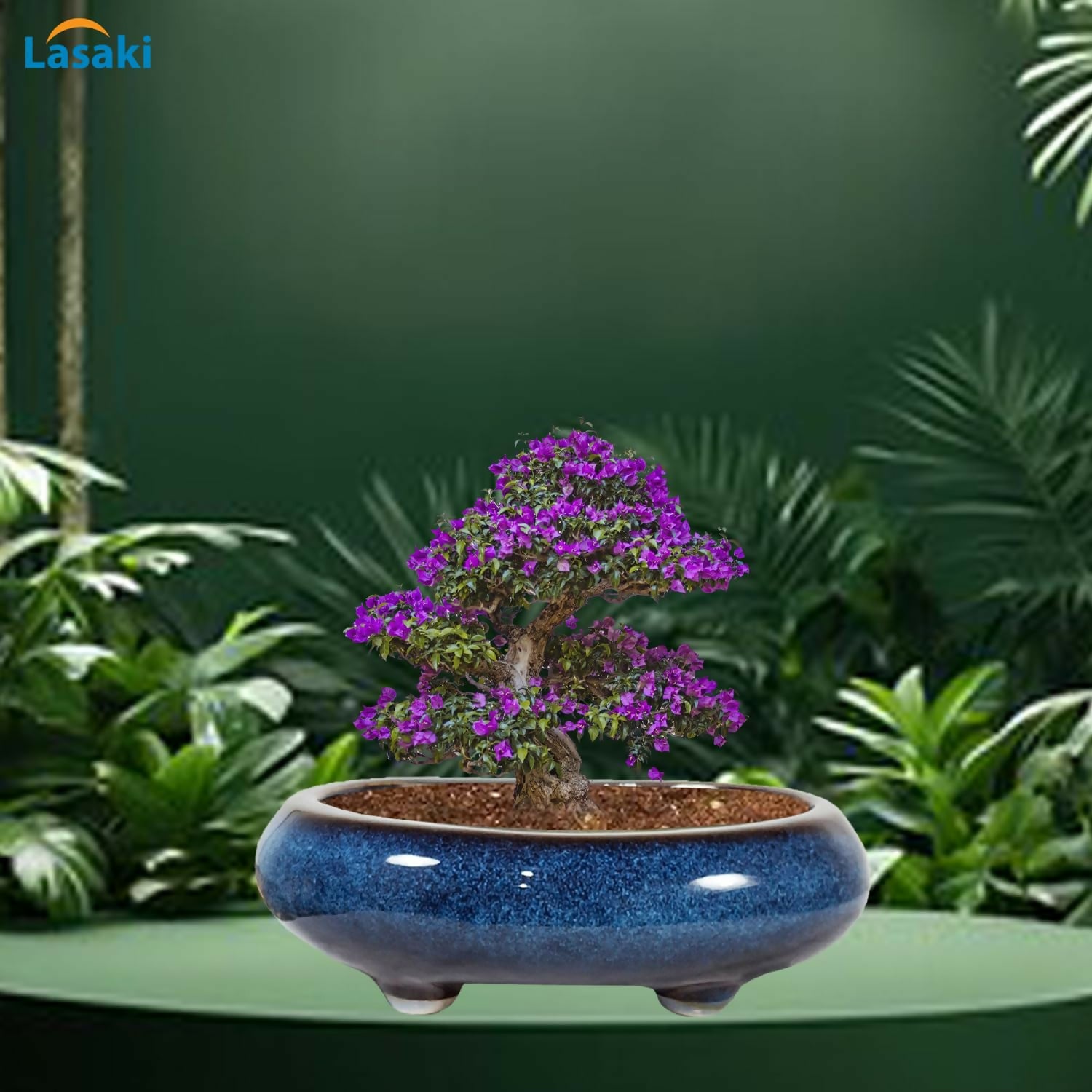 71mSeeBWgOL._SL1500_
