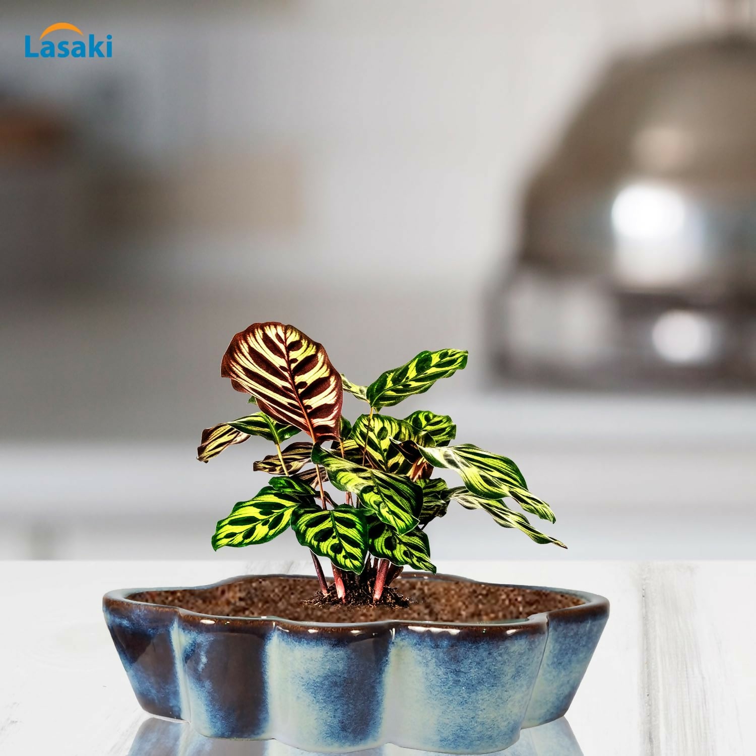 71k2MN-tZzL._SL1500_