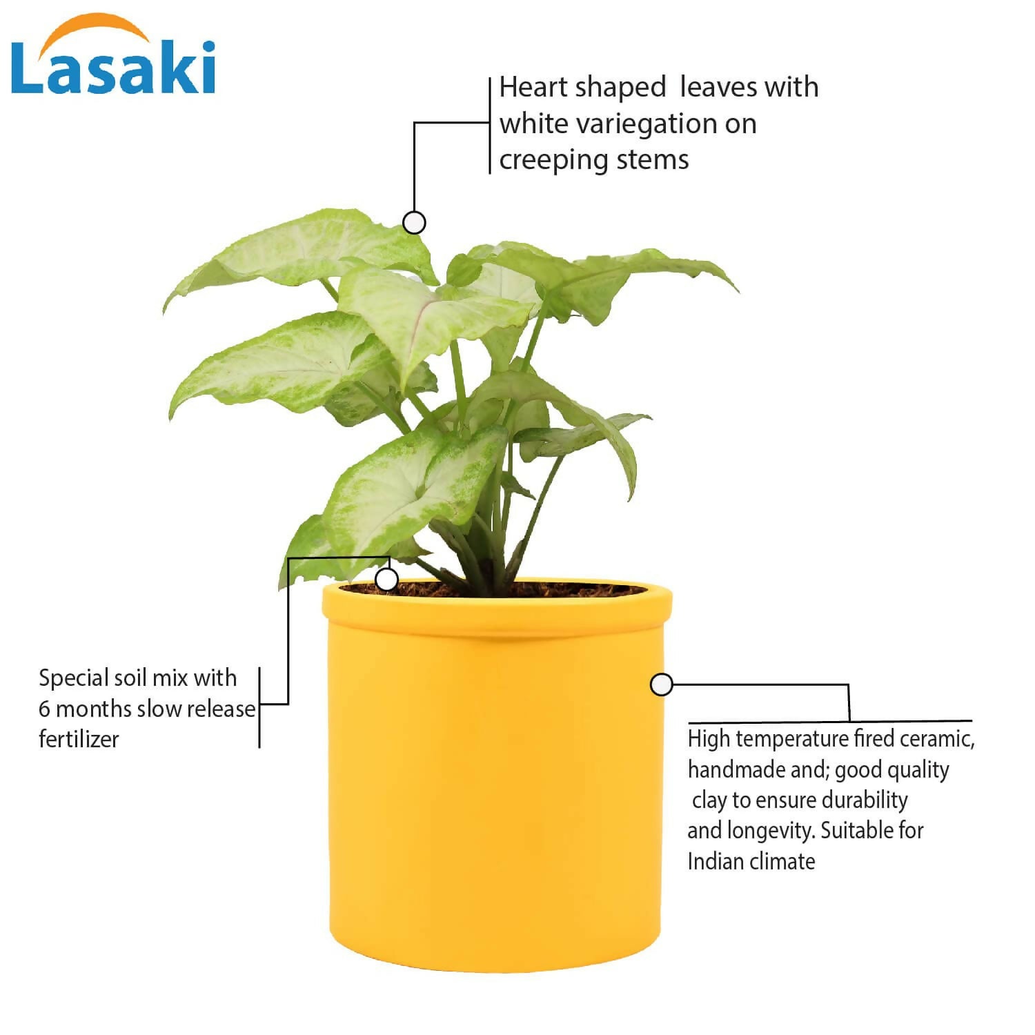 61lvkbcAYjL._SL1500_