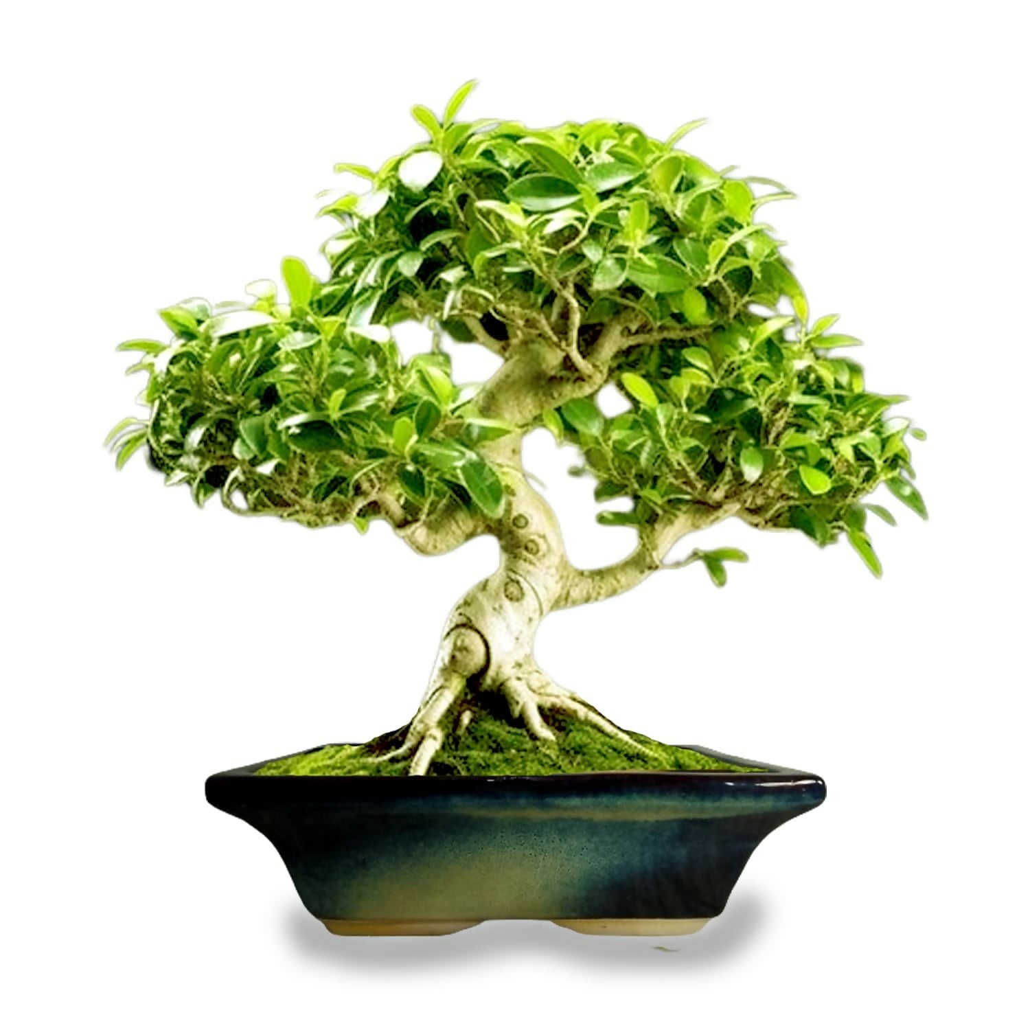 7104WaKY31L._SL1500_