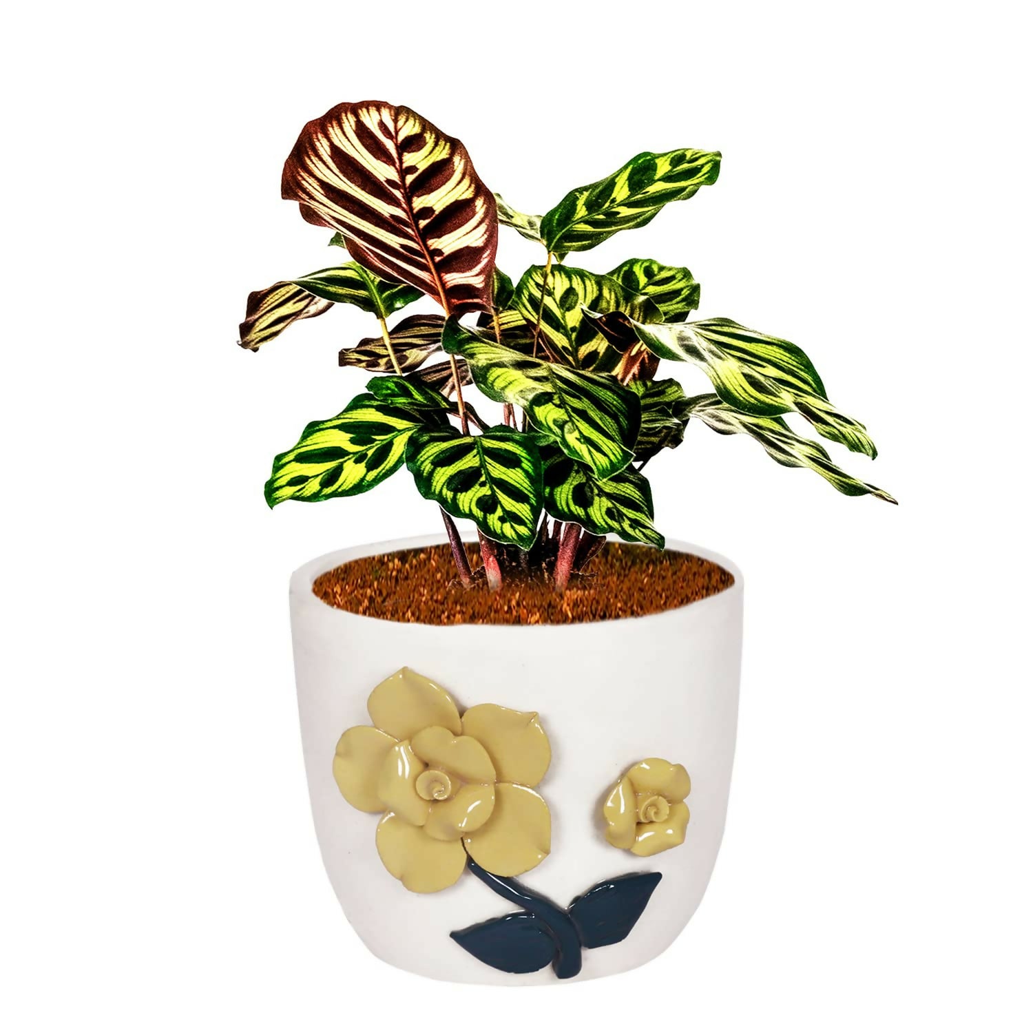 71LERLQdpiL._SL1500_