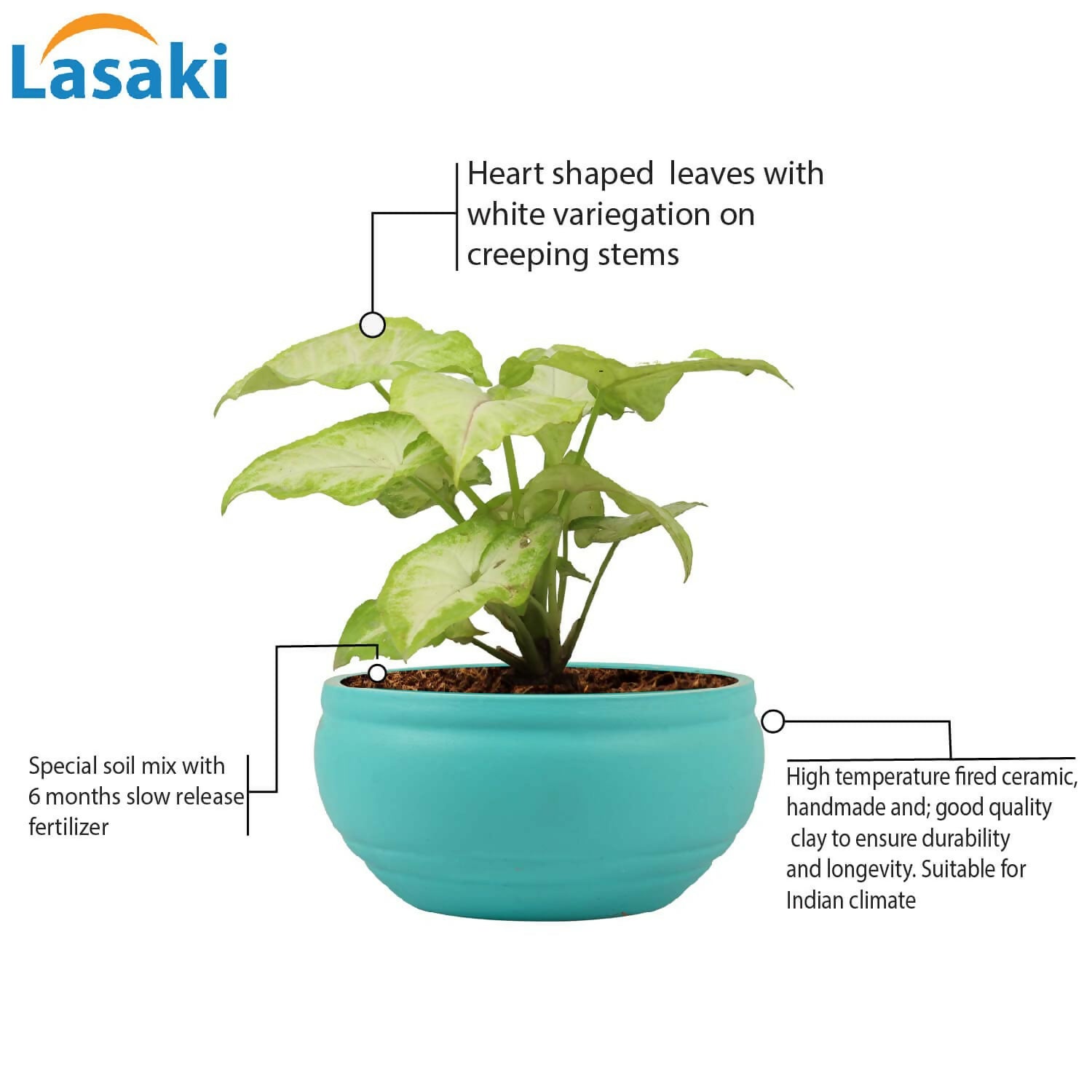 61U5TpwdC5L._SL1500_ (1)