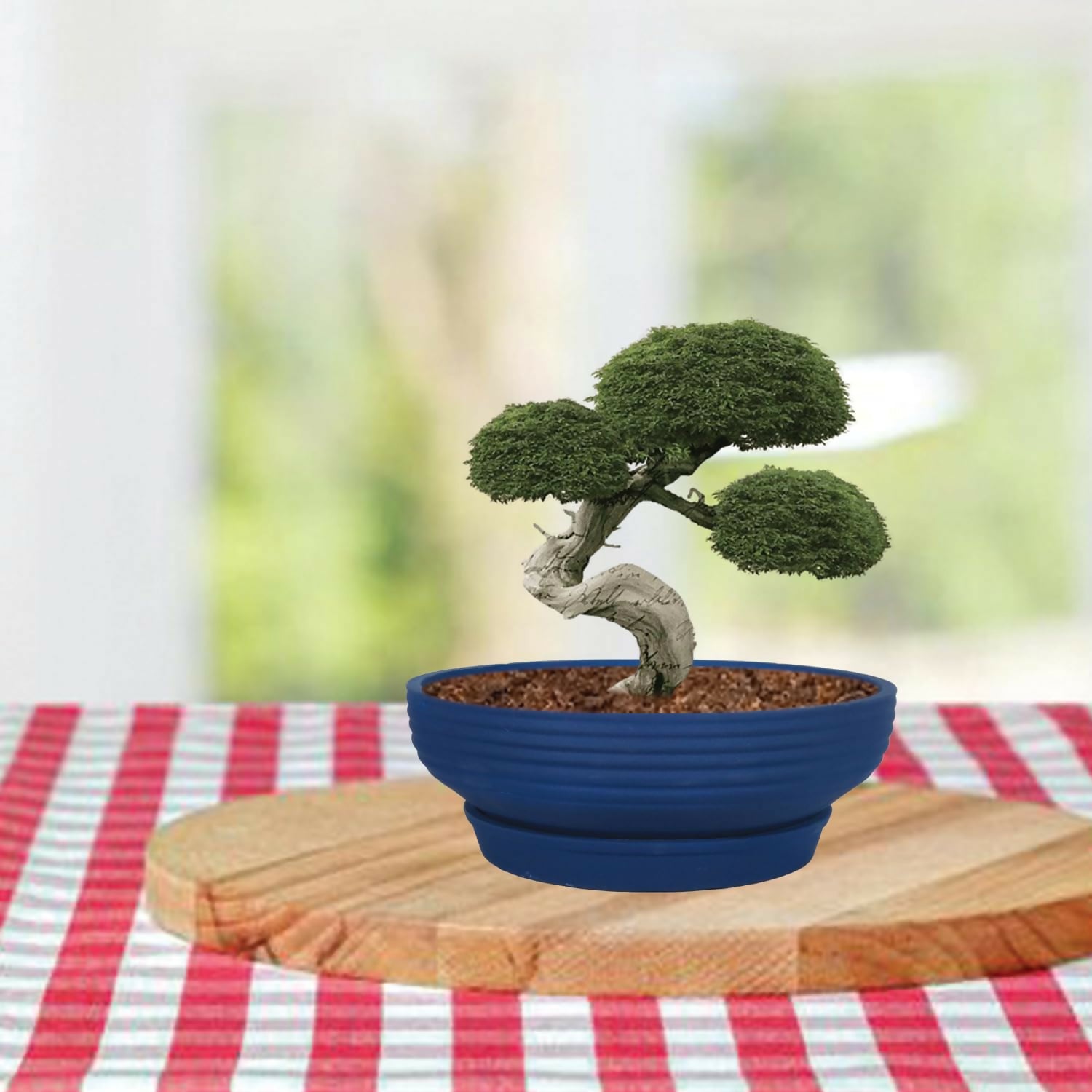 710cXwA-9rL._SL1500_