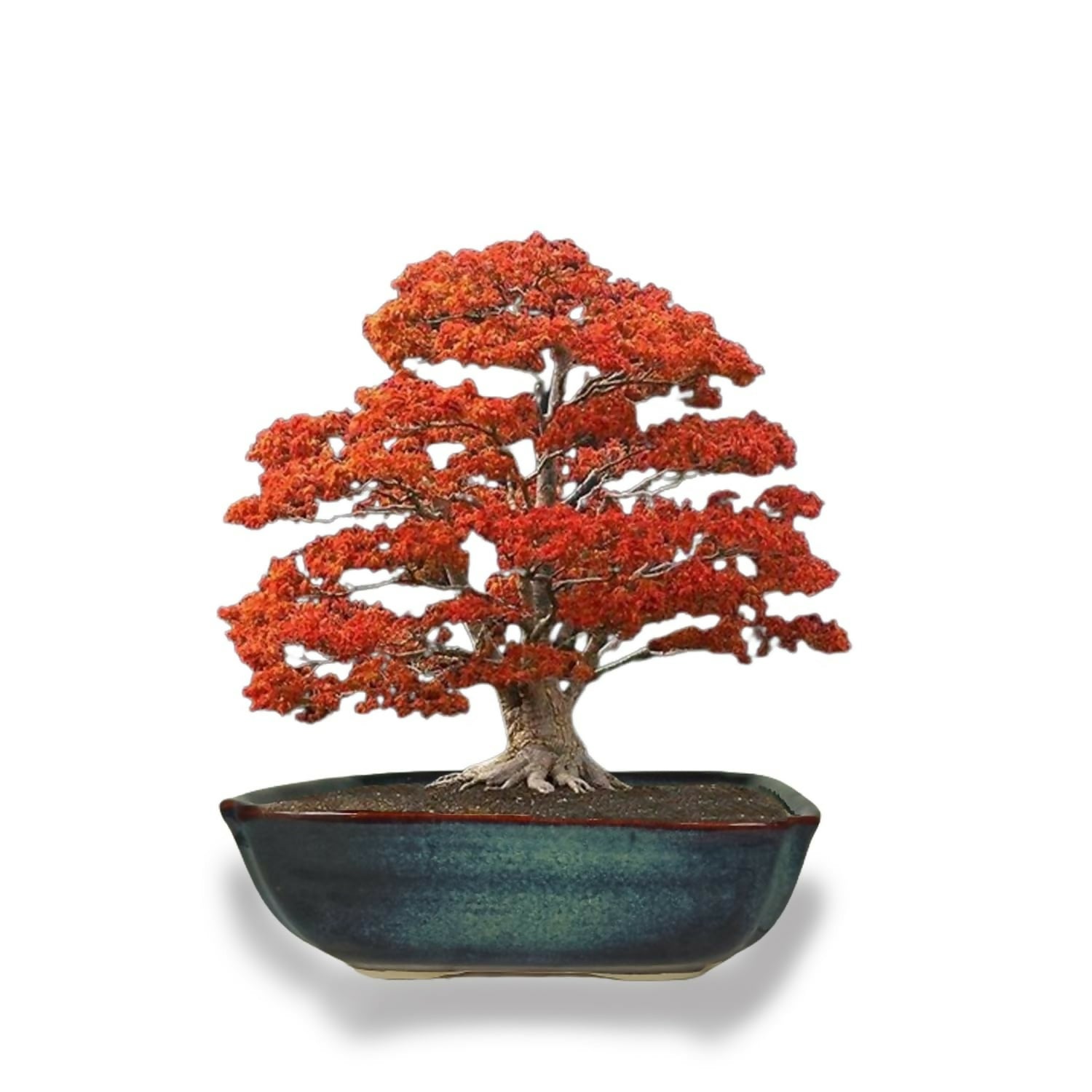 61kUVSes5JL._SL1500_